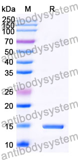 Anti-Human PTH1R Nanobody (SAA0797)