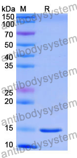 Anti-Human FOLH1/PSMA Nanobody (SAA1352)