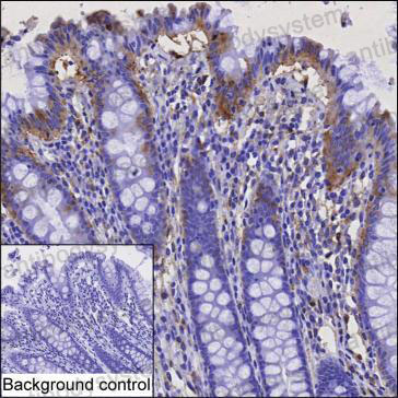 Anti-EIF4G1 Antibody (R3Q93)
