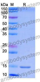 Anti-Human NOTCH2 Nanobody (SAA1287)