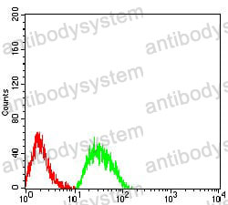 Anti-CHRNE Antibody (R3R05)