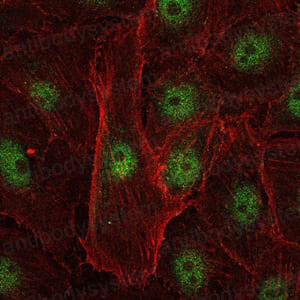 Anti-c-Rel Antibody (R3R06)