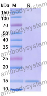 Anti-Human CD136/MST1R/RON Nanobody (SAA1369)