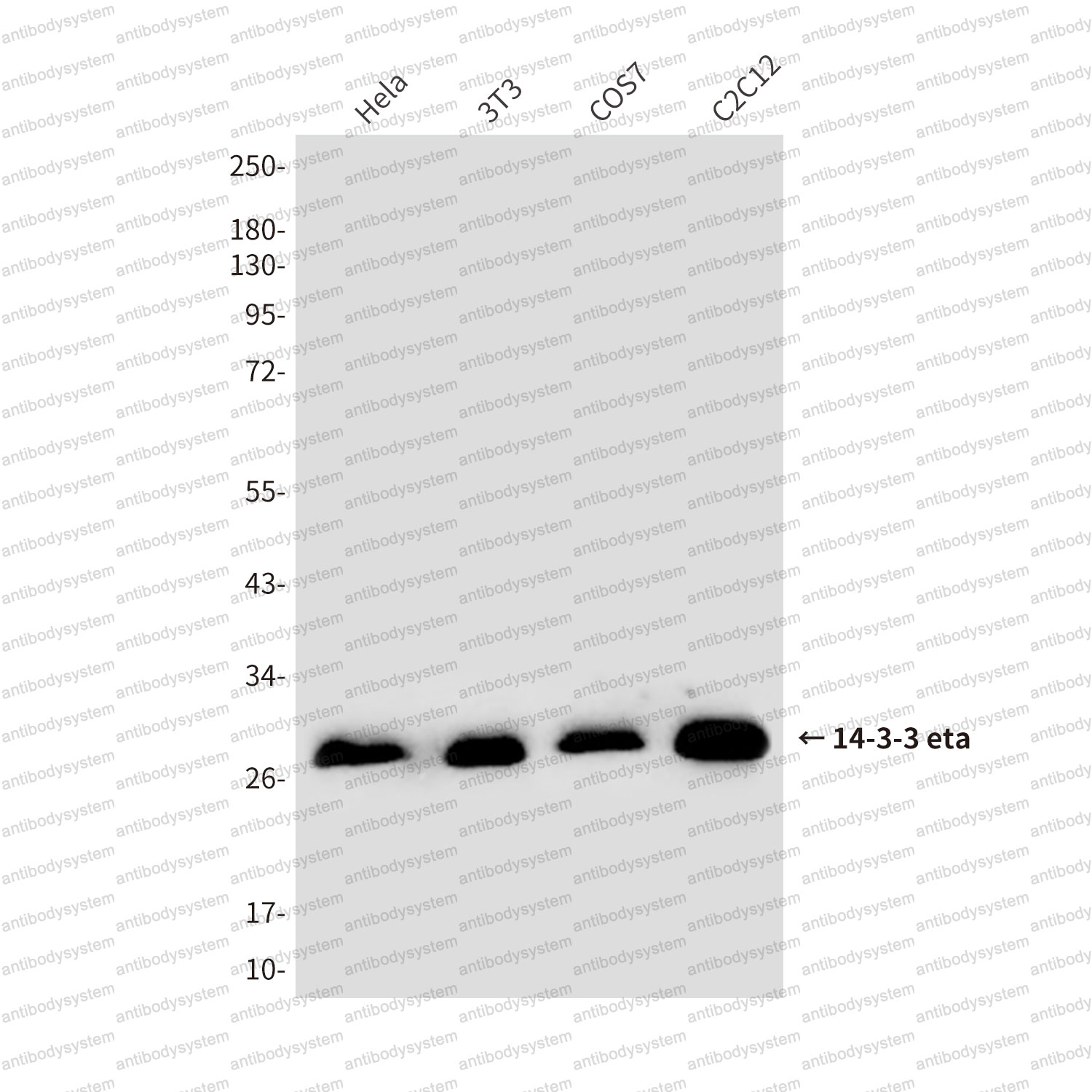 Anti-YWHAH Antibody (R3R08)