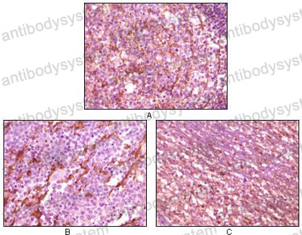 Anti-DNM1 Antibody (R3R10)