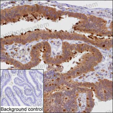 Anti-PRKCD Antibody (R3R17)