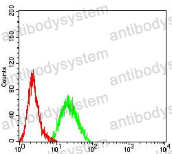 Anti-CHRNB3 Antibody (R3R20)