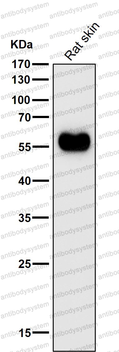 Anti-EN1/HME1 Antibody (R2C76)