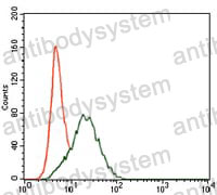 Anti-PTPN11 Antibody (R3R22)