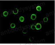 Anti-BTK Antibody (R3R23)