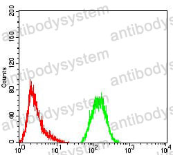 Anti-GFPT1 Antibody (R3R25)