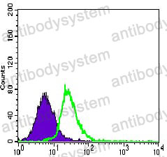 Anti-MEF2C Antibody (R3R26)