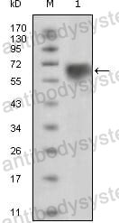 Anti-TYRO3/DTK/SYK Antibody (R3R30)