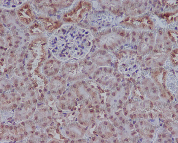 Anti-RAD51 Antibody (R1A40)