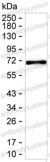 Anti-LTB/TNFC Antibody (R3R36)