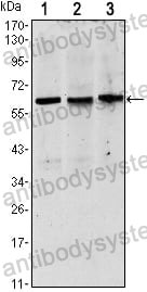 Anti-PAX8 Antibody (R3R37)