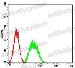 Anti-PAX8 Antibody (R3R38)
