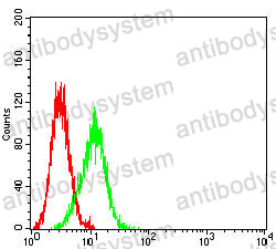 Anti-PAX8 Antibody (R3R39)