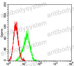 Anti-PAX8 Antibody (R3R40)