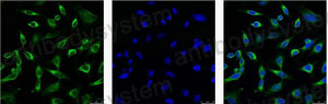 Anti-PRDX1 Antibody (R3R42)