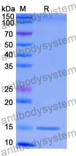 Anti-Human CD137/TNFRSF9/4-1BB Nanobody (SAA1117)