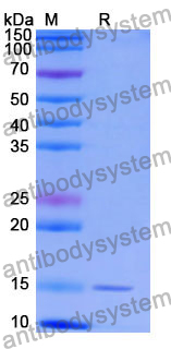 Anti-Human BAX Nanobody (SAA1222)