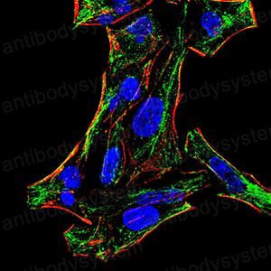 Anti-CD91/LRP1 Antibody (R3R60)