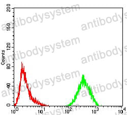 Anti-FOXM1 Antibody (R3R62)