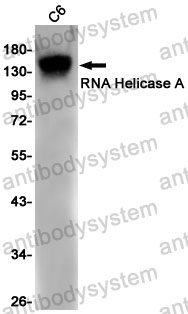Anti-DHX9 Antibody (R2D25)