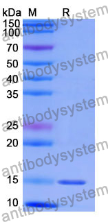 Anti-Human CD47/MER6 Nanobody (SAA1315)