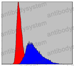 Anti-ITK Antibody (R3R74)