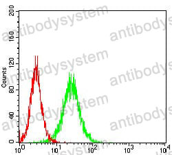 Anti-RBL2 Antibody (R3R75)