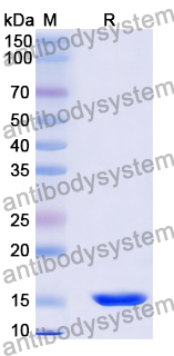 Anti-Human CDH17/Cadherin-17 Nanobody (SAA0804)