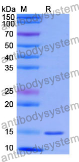 Anti-Human CDH17/Cadherin-17 Nanobody (SAA1325)