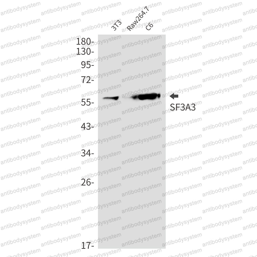 Anti-SF3A3 Antibody (R2D47)
