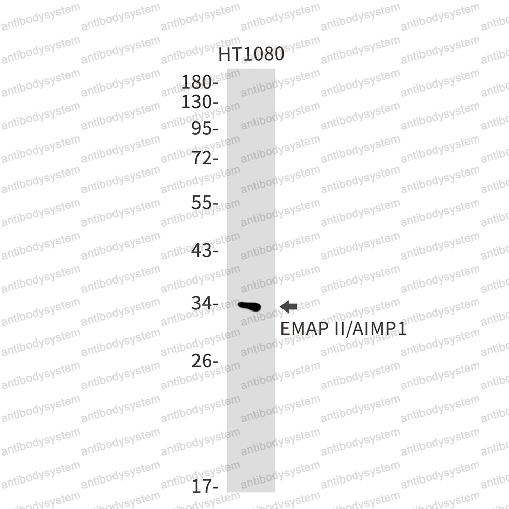 Anti-AIMP1/EMAP-II Antibody (R2D51)