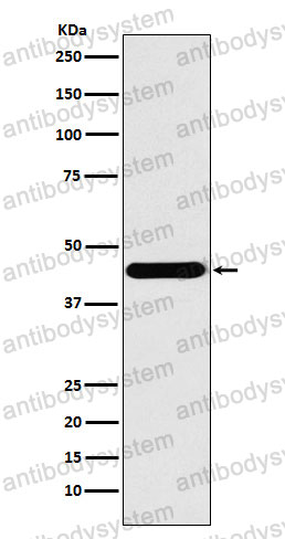 Anti-ILF2 Antibody (R2D52)