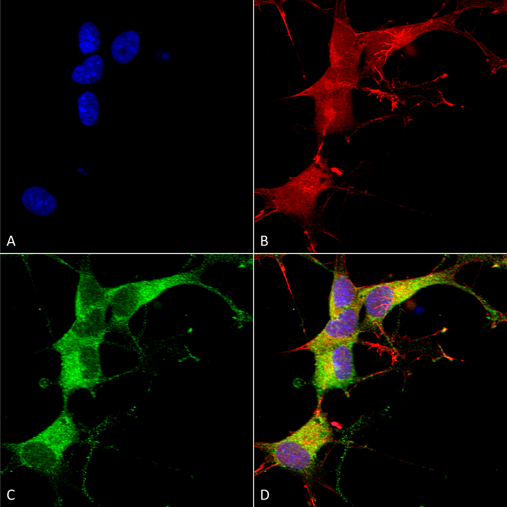 Anti-Ankyrin-G Antibody (N106/20)