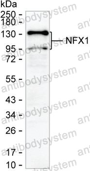 Anti-NFX1 Antibody (R3S02)