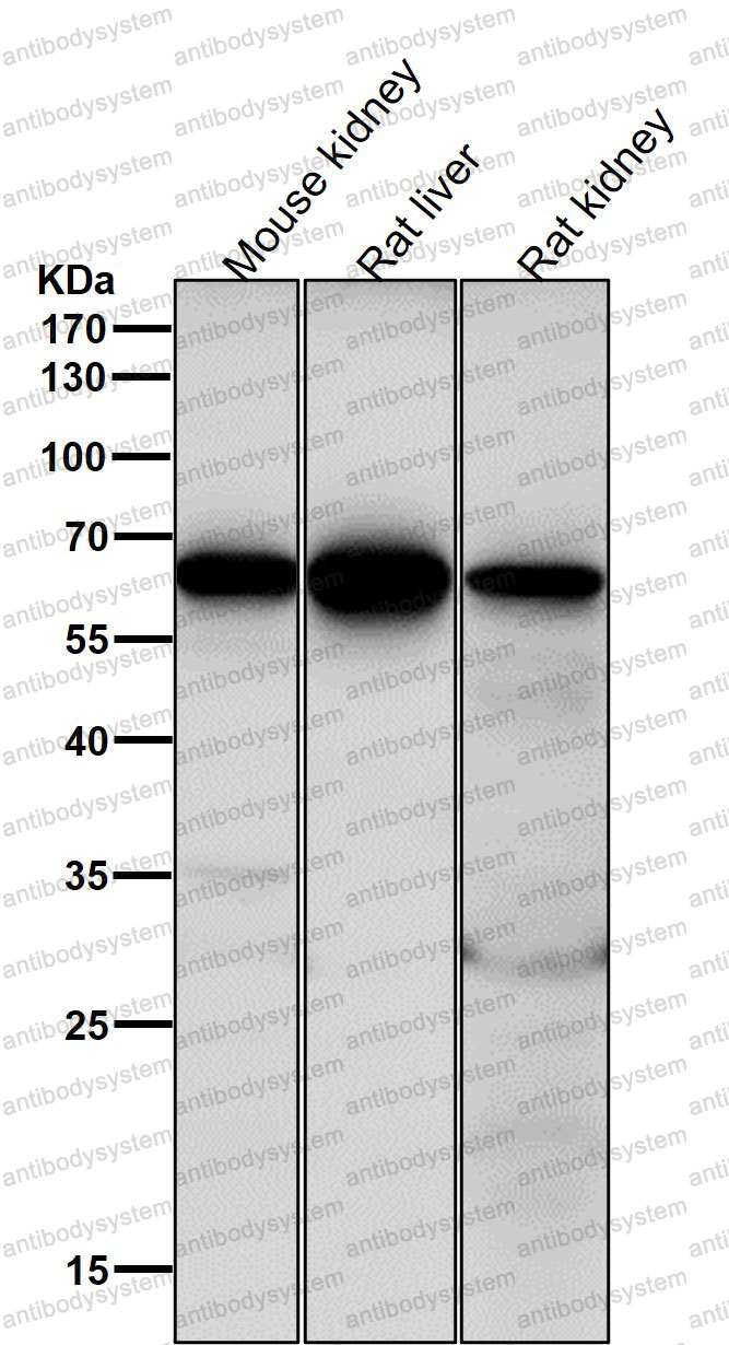 Anti-Cdc16/APC6 Antibody (R2D67)