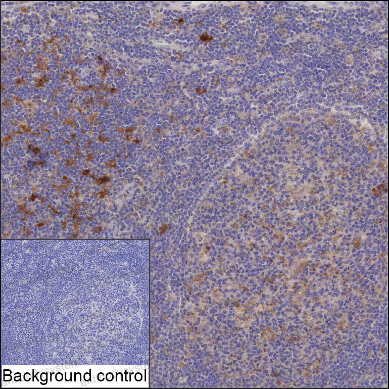 Anti-TRAF1 Antibody (R3S05)