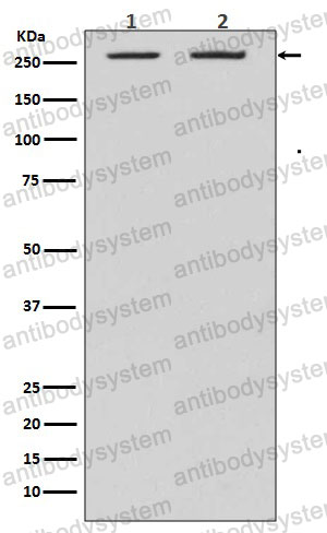 Western blot for Anti-ACACA Antibody (R2D73) ?>