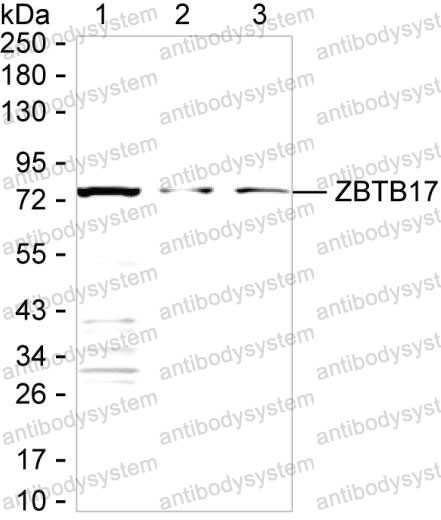 Anti-ZBTB17 Antibody (R3S07)