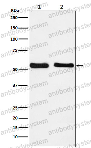Anti-KLF10 Antibody (R2D81)