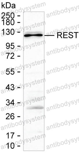 Anti-REST Antibody (R3S09)