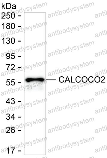 Anti-CALCOCO2 Antibody (R3S11)