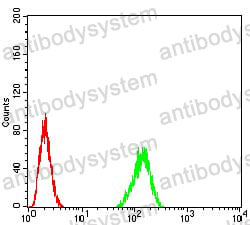 Anti-TARDBP/TDP43 Antibody (R3S13)