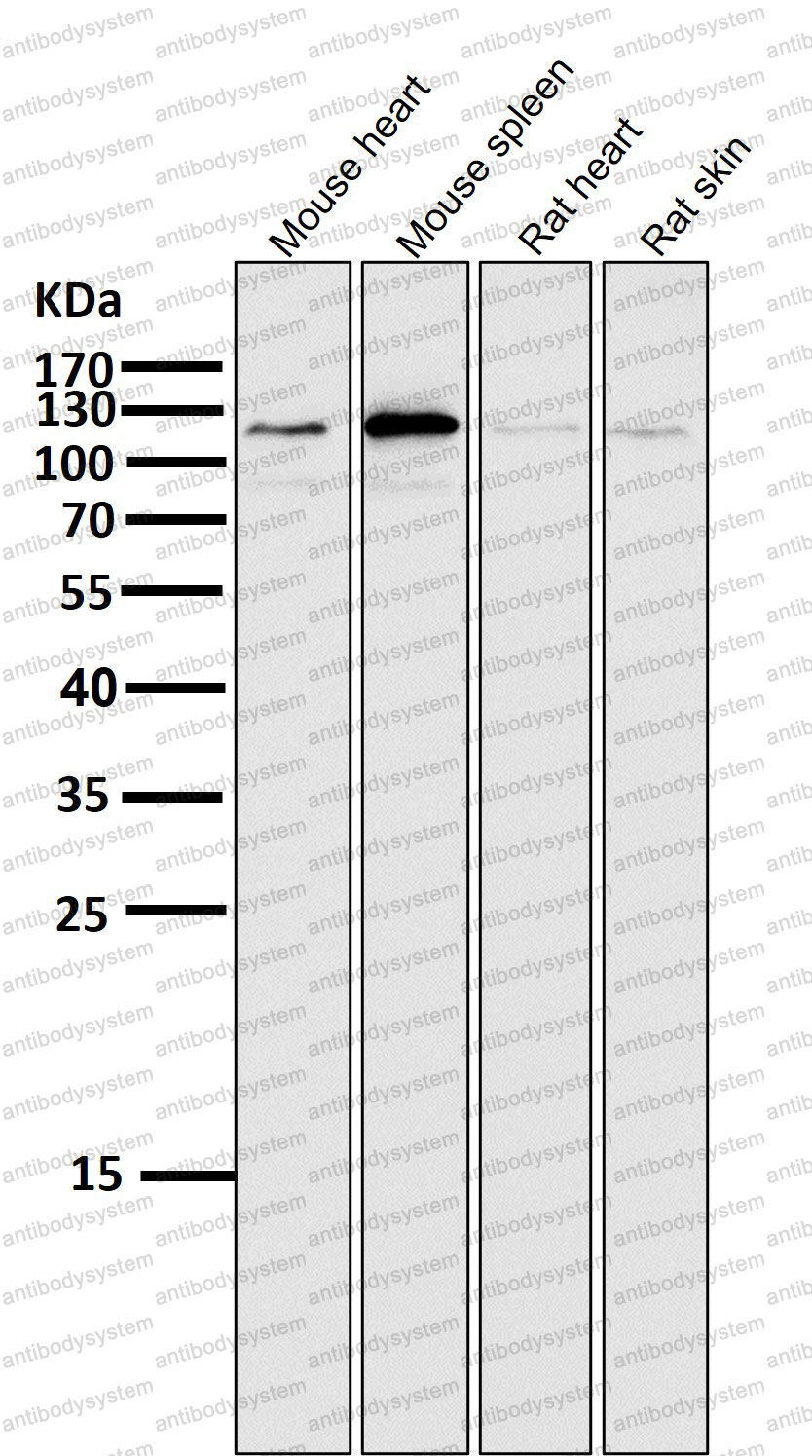 Anti-MAPK7/ERK5 Antibody (R2E01)