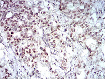 Anti-MAPK7 Antibody (R3S17)