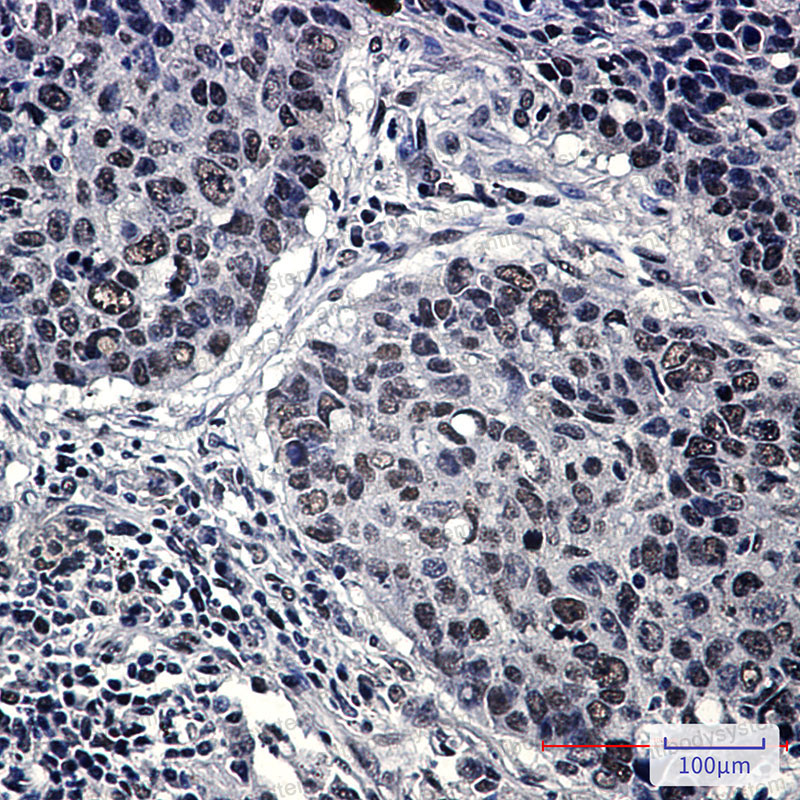 Anti-CBX3 Antibody (R2E04)